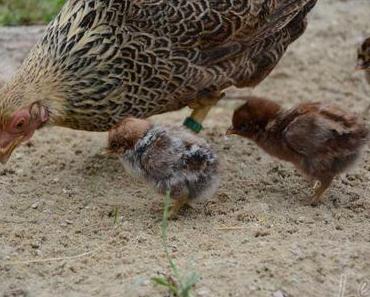 Nachwuchs aus dem Ei