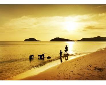 Urlaub mit Hund - was muss man beachten?